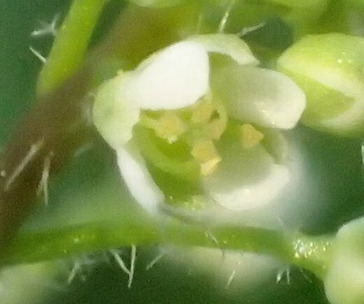 High Resolution Athysanus pusillus Flower